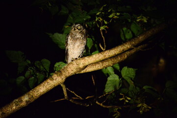 リュウキュウコノハズク