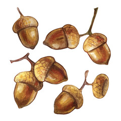 Set of watercolor brown acorns isolated illustration on a white background.