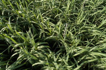 Aerial view of sugarcane plants growing at field