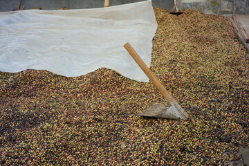 traditional tool to take coffee that has been dried in the sun. homemade shovels for the home industry of coffee making