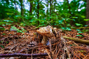 View to a mushroom that grows on autumn soil.