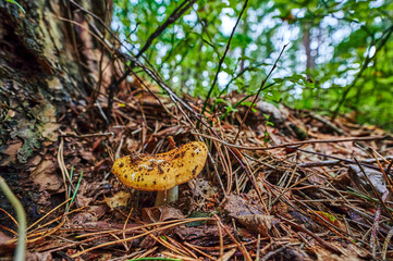 View to a mushroom that grows on autumn soil.