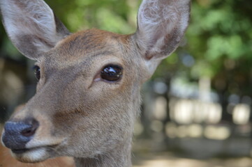 奈良公園の鹿