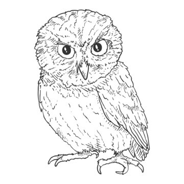 Owl Vector Sketch Illustration on White Background