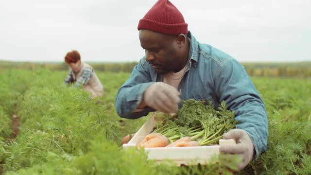 African American farmer in gloves harvesting fresh carrots on field and putting vegetables in wooden box