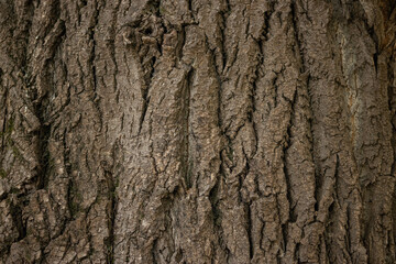 Brown tree bark background texture