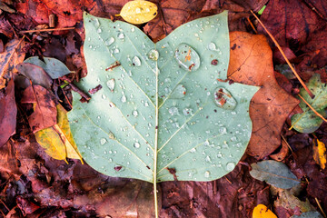 leaves in autumn - 461049581