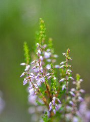 Beautiful blooming heathers, close-ups of flowers, macro photography