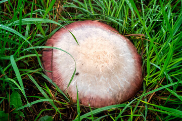 mushrooms in a meadow after a downpour - 461049701