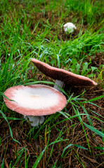 mushrooms in a meadow after a downpour - 461049727