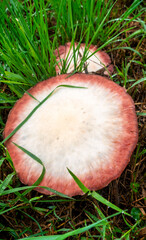 mushrooms in a meadow after a downpour - 461049749