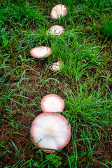 mushrooms in a meadow after a downpour - 461049785