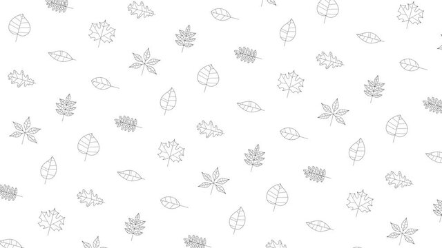 Black thin line icons of a random tree leaves on a white background. Seamless loop motion graphic pattern with animated leaves in geometric grid
