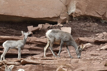 mountain goats in canyonlands National park in the united states of america