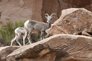 mountain goats in canyonlands National park in the united states of america