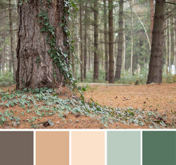 Color palette swatches of dark brown bark of tree in coniferous forest and green ivy leaves on beige ground. Contrast trendy combination in warm pastel gamma. Colorful inspiration from natural beauty.