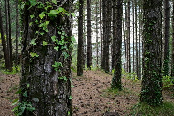 végétation sur un tronc d'arbre en forêt