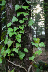 végétation sur un tronc d'arbre en forêt