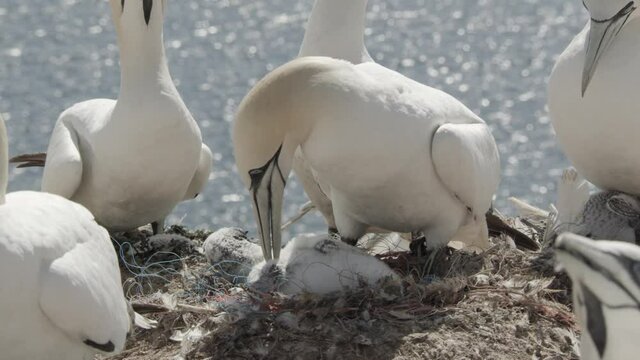 Gannets on Heligoland - nesting an many problems