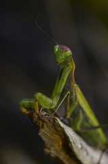 The giant asian mantis or indochina mantis	