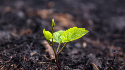 rebirth plant