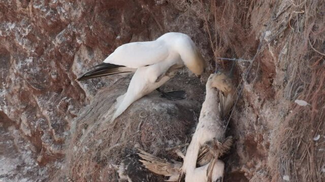 gannets on heligoland -germany