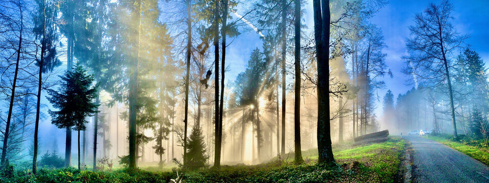 M&auml;rchenwald im Herbstnebel am Bachtel