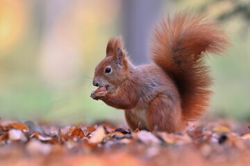 Portrait of a cute european red squirrel.  Sciurus vulgaris. Squirrel sitting on the ground.
