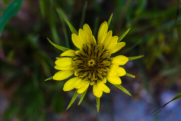 yellow flower