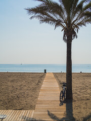 Palm tree next to a wooden path that leads to the beach and the Mediterranean Sea