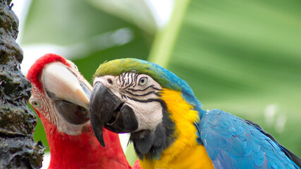 Blue yellow red macaw couple