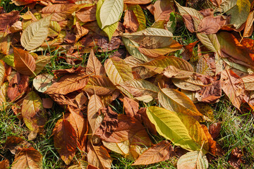 Yellow and red fallen leaves in the forest as a background