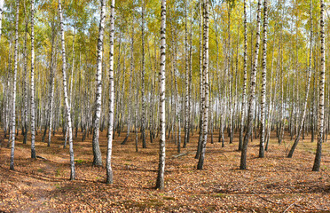 slender white trees birch grove in autumn