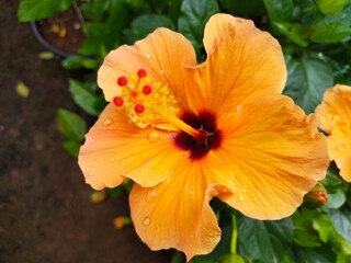 orange flower in the garden