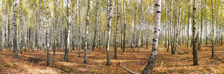Washable wall murals Birch grove slender white trees birch grove in autumn