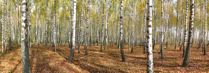 slanke witte bomen berkenbos in de herfst
