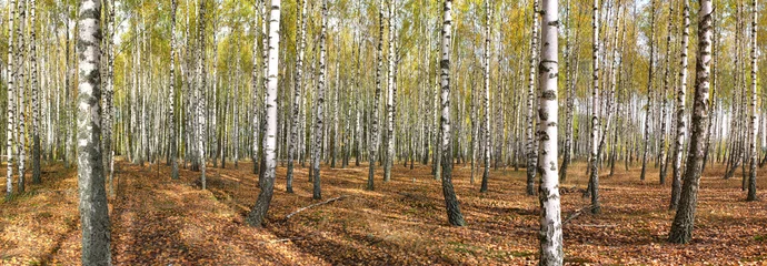 Fotobehang Berkenbos slanke witte bomen berkenbos in de herfst