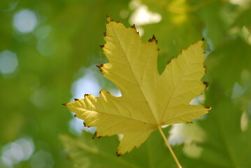Autumn maple leaf
