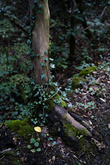 humid forest with tree without bark, ferns and ivy, Catalonia, Spain