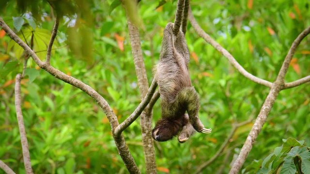 Brown-throated sloth - Bradypus variegatus species of three-toed sloth found in the Neotropical realm of Central and South America, hanging mammal found in the forests of South and Central America. 