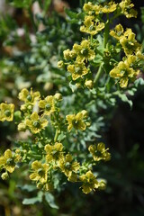 Ruda Florecida