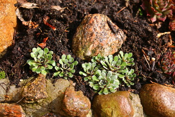 Skalnica Rubra saxifraga