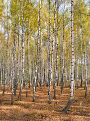 Fototapeta premium slender white trees birch grove in autumn