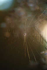 Macro image of a spider's web at the end of the summer season. Nature and wildlife in Ontario, Canada.