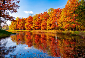 Autumn foliage in Catherine park, Pushkin (Tsarskoe Selo), Saint Petersburg, Russia