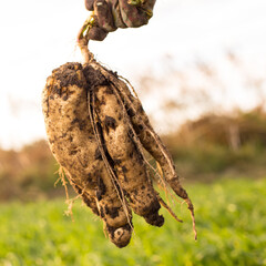 Harvest sweet potato. Growing sweet potato. Hand holding roots of morning glory.