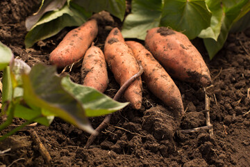 Harvesting sweet potato. Growing organic sweet potato. Worm on roots of sweet potato.