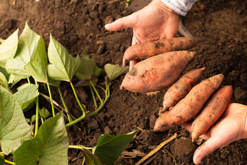 Hands holding harvest of sweet potato. Digging sweet potato. Roots and leaves of sweet potato.