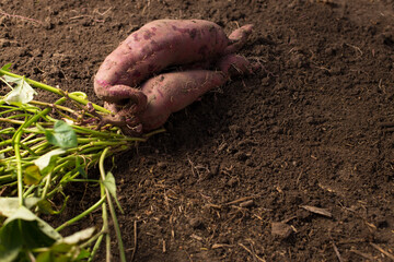 Growing purple sweet potato. Bulbs of sweet potato with plant on a dirt.