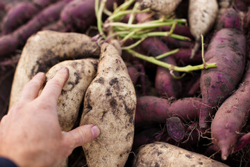 Dug sweet potato close up. Hand holding harvest of sweet potato.
